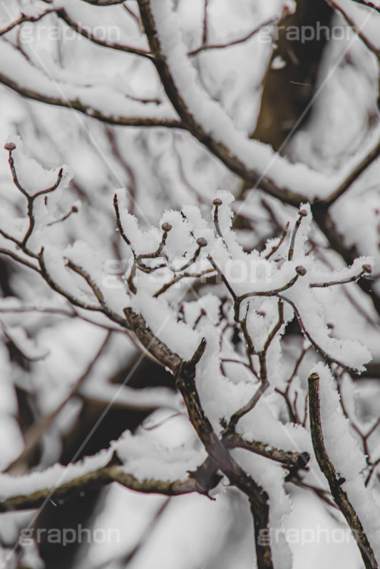 木々に積もる雪,雪,ゆき,積,木々,枯れ木,冬,降る,積雪,snow,winter,フルサイズ撮影