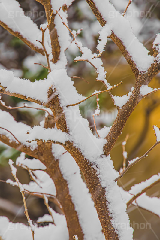 木々に積もる雪,雪,ゆき,積,木々,枯れ木,冬,降る,積雪,snow,winter,フルサイズ撮影