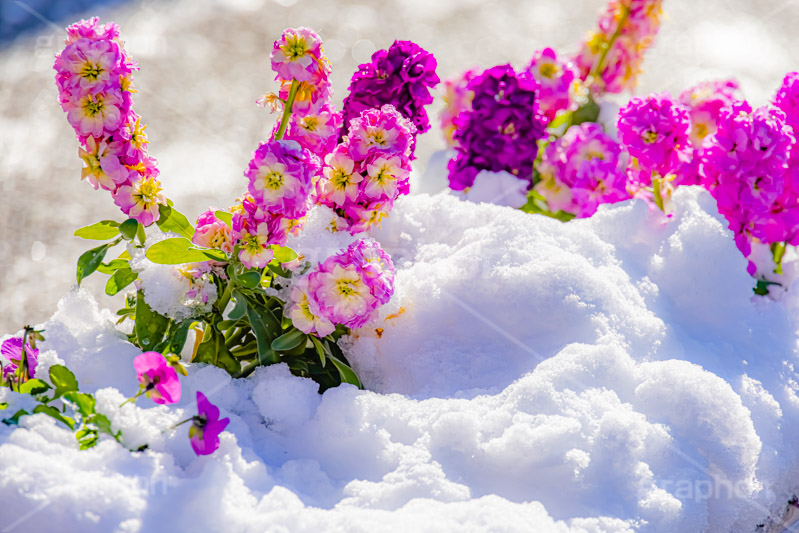 花壇に積もる雪,花壇,花,フラワー,雪解け,解け,溶ける,雪,ゆき,積,冬,積雪,snow,winter,flower,フルサイズ撮影