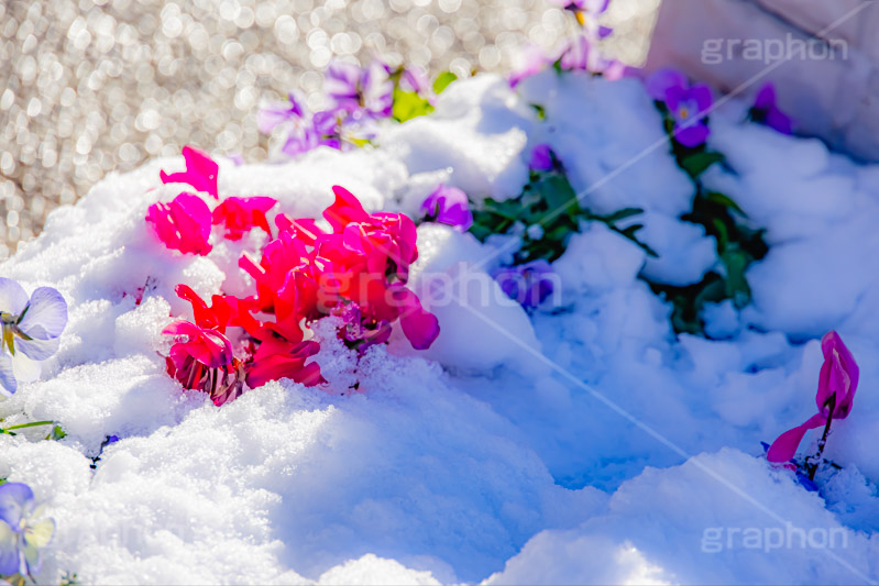 花壇に積もる雪,花壇,花,フラワー,雪解け,解け,溶ける,雪,ゆき,積,冬,積雪,snow,winter,flower,フルサイズ撮影