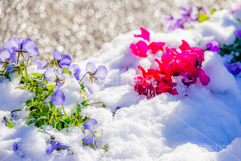 花壇に積もる雪,花壇,花,フラワー,雪解け,解け,溶ける,雪,ゆき,積,冬,積雪,snow,winter,flower,フルサイズ撮影