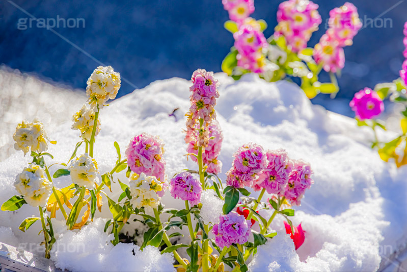 花壇に積もる雪,花壇,花,フラワー,雪解け,解け,溶ける,雪,ゆき,積,冬,積雪,snow,winter,flower,フルサイズ撮影