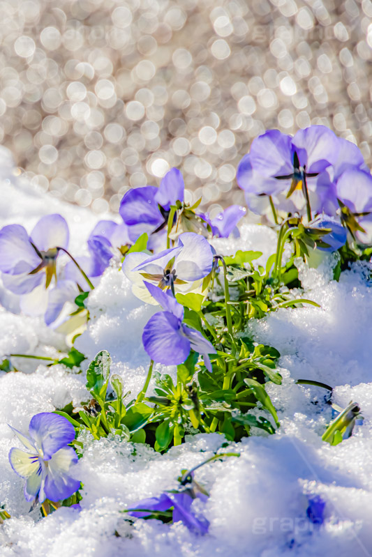 花壇に積もる雪,花壇,花,フラワー,雪解け,解け,溶ける,雪,ゆき,積,冬,積雪,snow,winter,flower,フルサイズ撮影