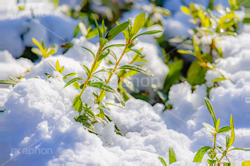 雪解け,草木に積もる雪,解け,溶ける,雑草,草木,雪,ゆき,積,冬,積雪,snow,winter,フルサイズ撮影