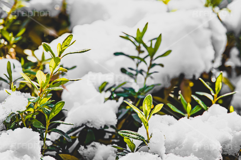 雪解け,草木に積もる雪,解け,溶ける,雑草,草木,雪,ゆき,積,冬,積雪,snow,winter,フルサイズ撮影