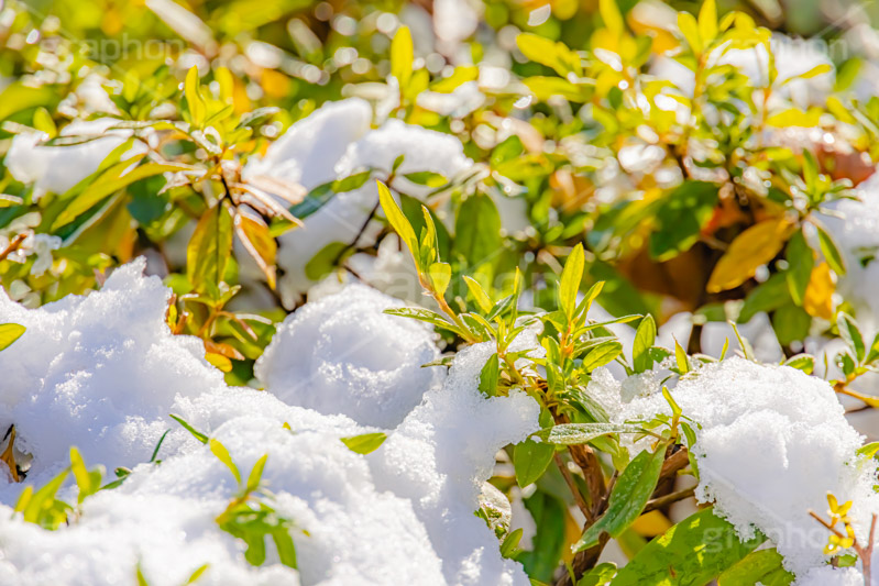 雪解け,草木に積もる雪,解け,溶ける,雑草,草木,雪,ゆき,積,冬,積雪,snow,winter,フルサイズ撮影