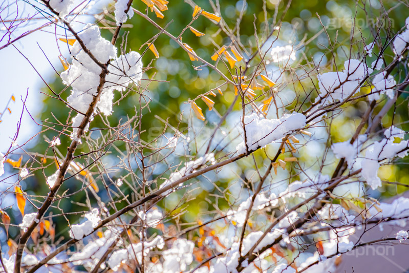 雪解け,草木に積もる雪,解け,溶ける,雑草,草木,雪,ゆき,積,冬,積雪,snow,winter,フルサイズ撮影