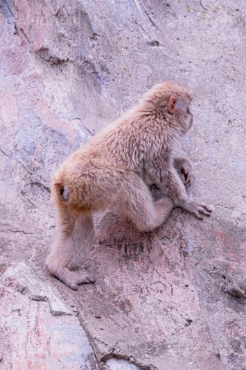 猿山の猿,猿,さる,サル,猿山,動物,どうぶつ,動物園,アニマル,モンキー,干支,申,animal,zoo,monkey