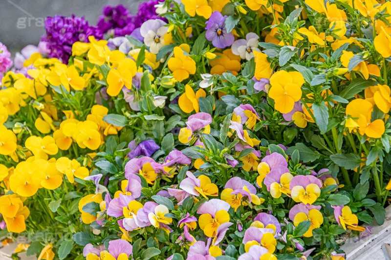 春の花壇,花壇,花畑,花,お花,フラワー,はな,咲,春,花弁,綺麗,きれい,キレイ,パンジー,flower,spring