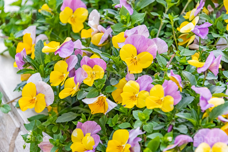 春の花壇,花壇,花畑,花,お花,フラワー,はな,咲,春,花弁,綺麗,きれい,キレイ,パンジー,flower,spring