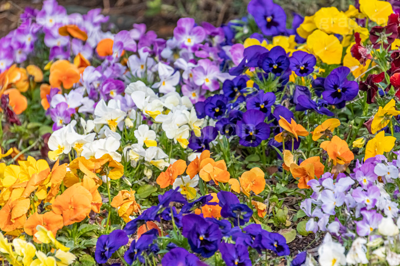 春の花壇,花壇,花畑,花,お花,フラワー,はな,咲,春,花弁,綺麗,きれい,キレイ,パンジー,flower,spring