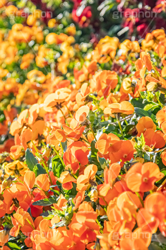 春の花壇,花壇,花畑,花,お花,フラワー,はな,咲,春,花弁,綺麗,きれい,キレイ,パンジー,flower,spring