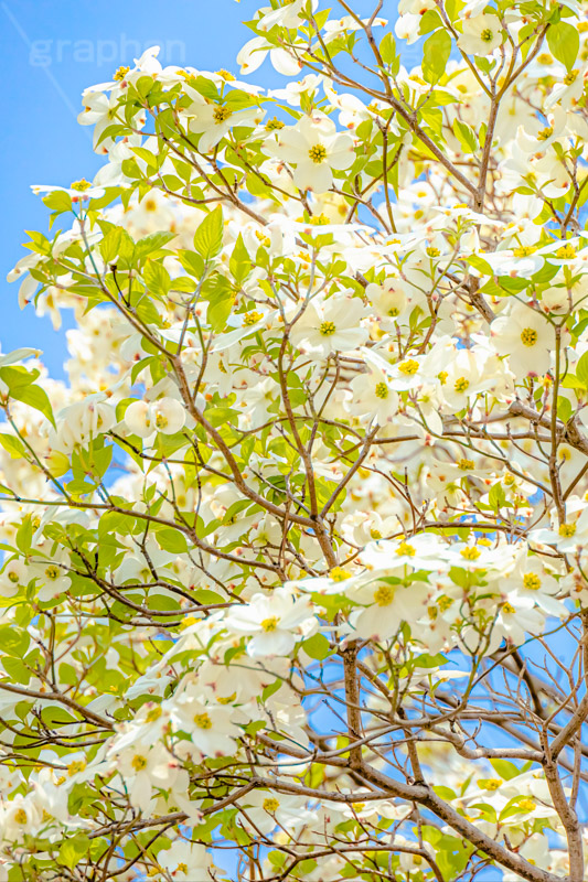 ハナミズキの花,ハナミズキ,花水木,花,フラワー,春,spring,flower,フルサイズ撮影