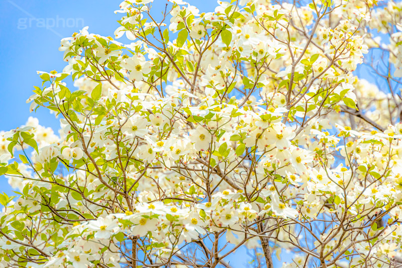 ハナミズキの花,ハナミズキ,花水木,花,フラワー,春,spring,flower,フルサイズ撮影