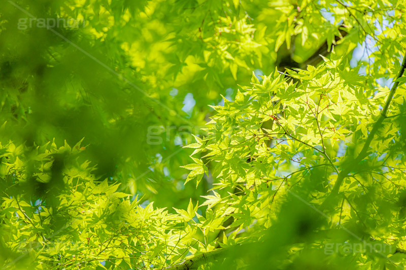 新緑の楓,楓,かえで,カエデ,新緑,草木,自然,青々,緑,葉,公園,初夏,立秋,park,natural,leaf,フルサイズ撮影