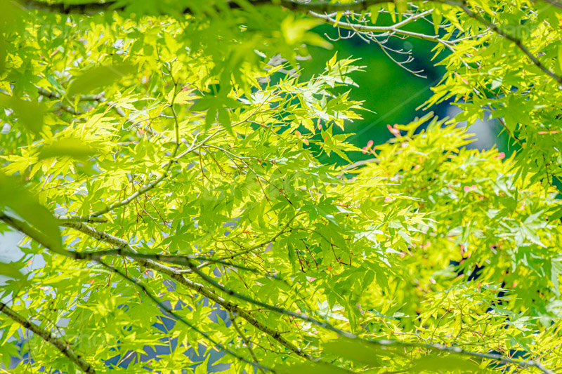 新緑の楓,楓,かえで,カエデ,新緑,草木,自然,青々,緑,葉,公園,初夏,立秋,park,natural,leaf,フルサイズ撮影