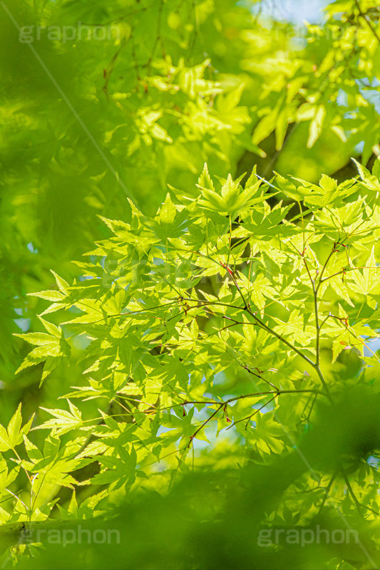 新緑の楓,楓,かえで,カエデ,新緑,草木,自然,青々,緑,葉,公園,初夏,立秋,park,natural,leaf,フルサイズ撮影