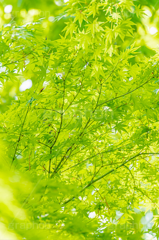 新緑の楓,楓,かえで,カエデ,新緑,草木,自然,青々,緑,葉,公園,初夏,立秋,park,natural,leaf,フルサイズ撮影