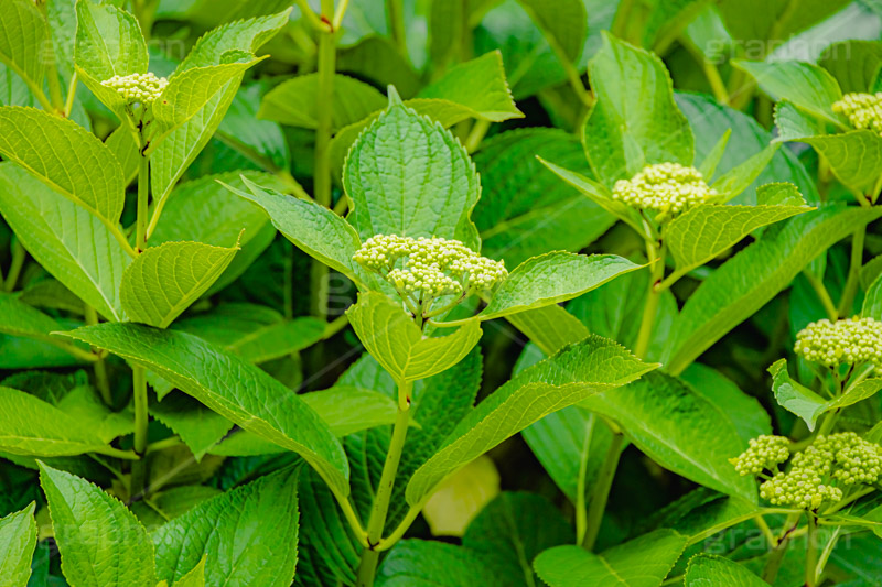 紫陽花の蕾,蕾,つぼみ,開花,葉,葉っぱ,あじさい,アジサイ,紫陽花,梅雨,つゆ,ホンアジサイ,季語,5月,6月,フルサイズ撮影