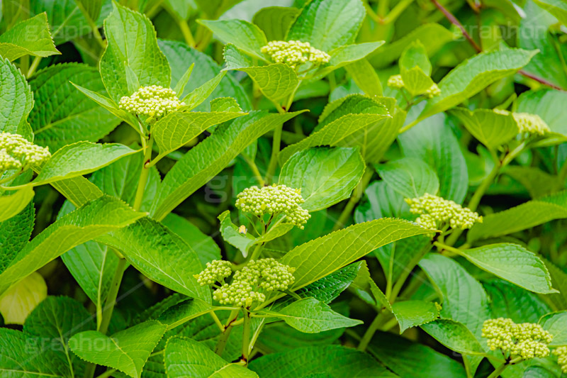 紫陽花の蕾,蕾,つぼみ,開花,葉,葉っぱ,あじさい,アジサイ,紫陽花,梅雨,つゆ,ホンアジサイ,季語,5月,6月,フルサイズ撮影