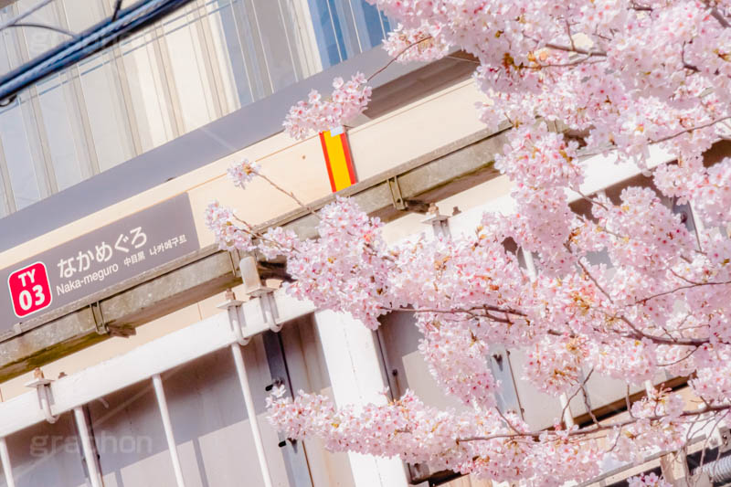 春の中目黒駅,春,桜,サクラ,さくら,中目黒駅,中目黒,駅,東急電鉄,東京,目黒区,駅舎,東横線,駅名,看板,標示,japan,tokyo