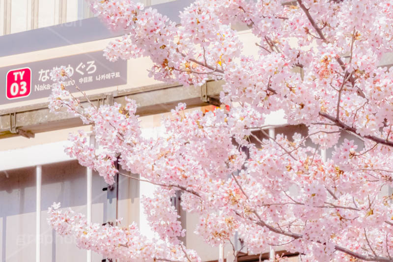 春の中目黒駅,春,桜,サクラ,さくら,中目黒駅,中目黒,駅,東急電鉄,東京,目黒区,駅舎,東横線,駅名,看板,標示,japan,tokyo