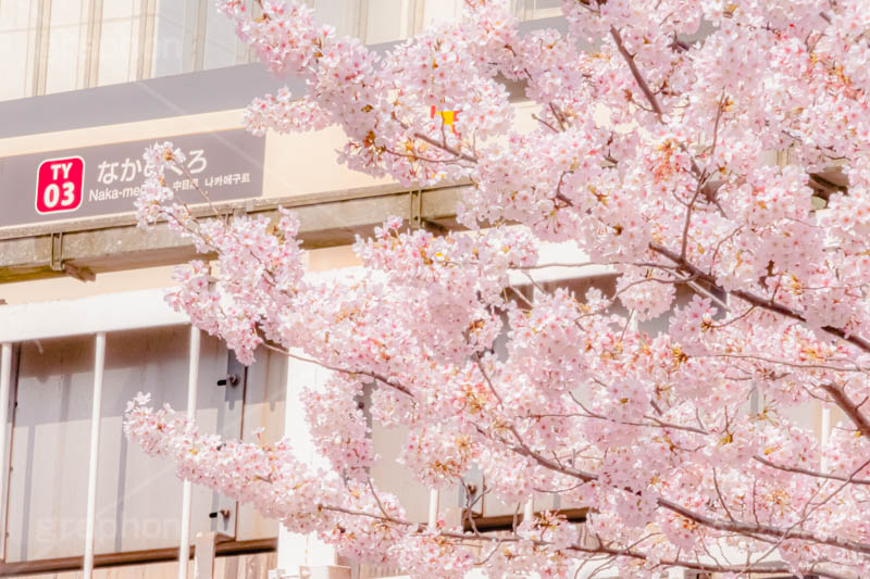 春の中目黒駅,春,桜,サクラ,さくら,中目黒駅,中目黒,駅,東急電鉄,東京,目黒区,駅舎,東横線,駅名,看板,標示,japan,tokyo