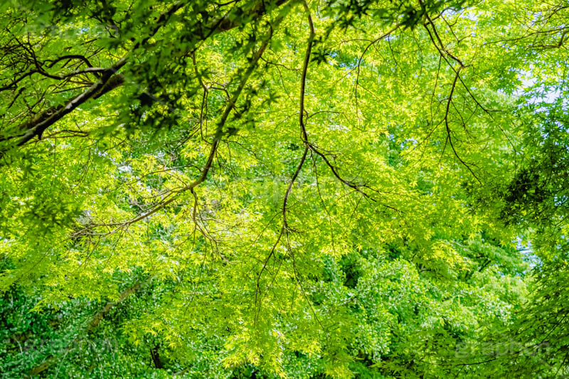 新緑の楓,楓,かえで,カエデ,新緑,草木,自然,青々,緑,葉,公園,初夏,立秋,青空,park,natural,leaf