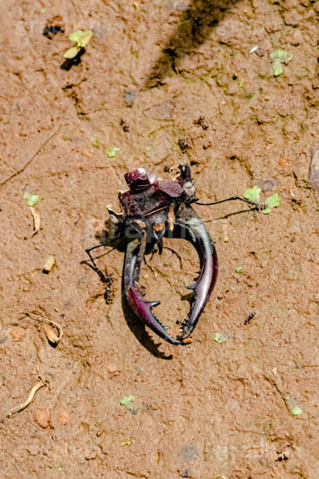 食物連鎖,クワガタ,クワガタムシ,昆虫,虫,あり,アリ,エサ,蟻,餌,死骸