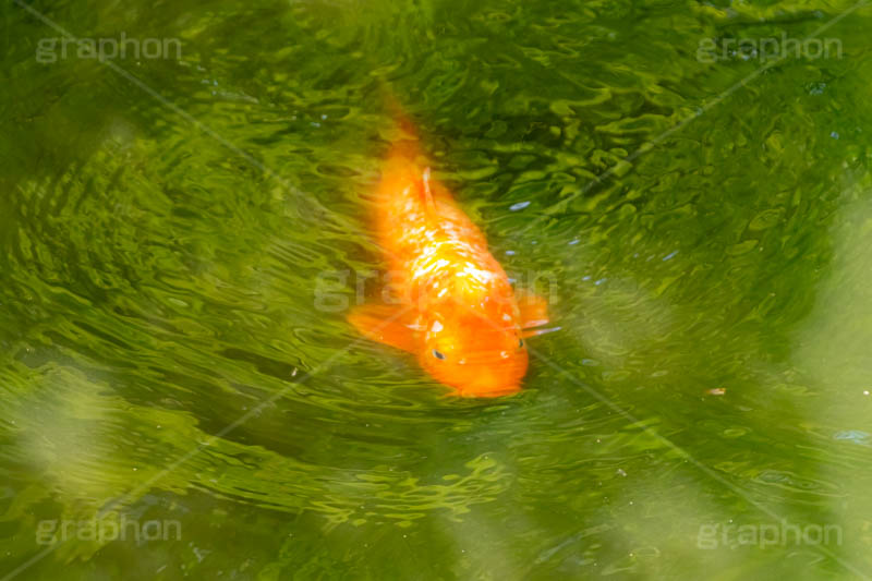 鯉,コイ,こい,魚,ふな,池,いけ,公園,庭園,和,日本,pond,japan