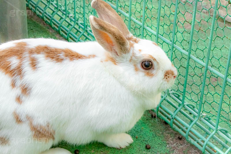 うさぎ,ウサギ,兎,兔,ラビット,飼う,イースター,バニー,ペット,飼育,小動物,動物園,rabbit,easter,bunny,pet