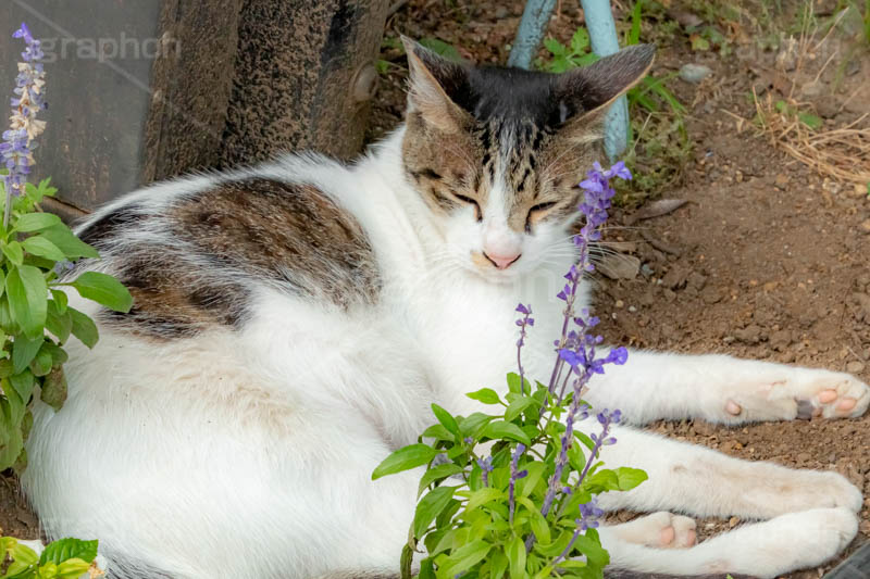 昼寝,野良猫,のら,野良,ねこ,猫,ネコ,居眠り,寝落ち,うとうと,ウトウト,cat