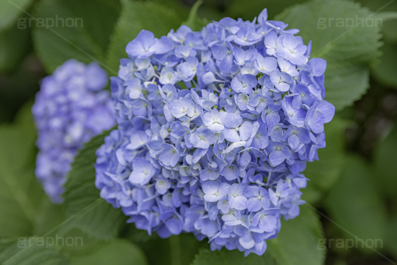 アジサイ,あじさい,アナベル,紫陽花,梅雨,つゆ,ホンアジサイ,季語,花,フラワー,6月,flower,フルサイズ撮影