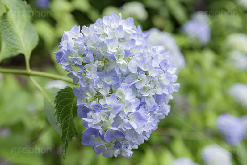 アジサイ,あじさい,アナベル,紫陽花,梅雨,つゆ,ホンアジサイ,季語,花,フラワー,6月,flower,フルサイズ撮影