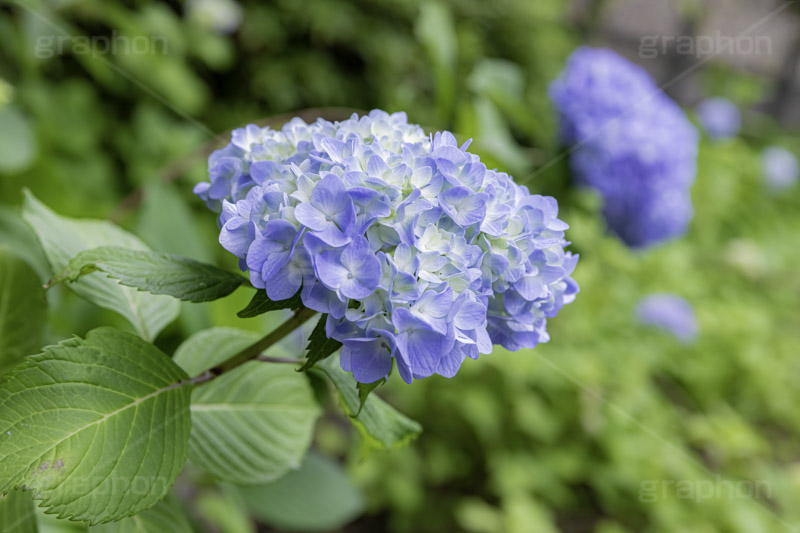 アジサイ,あじさい,アナベル,紫陽花,梅雨,つゆ,ホンアジサイ,季語,花,フラワー,6月,flower,フルサイズ撮影