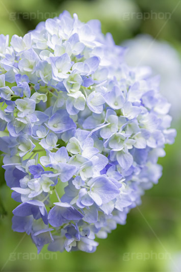 アジサイ,あじさい,アナベル,紫陽花,梅雨,つゆ,ホンアジサイ,季語,花,フラワー,6月,flower,フルサイズ撮影