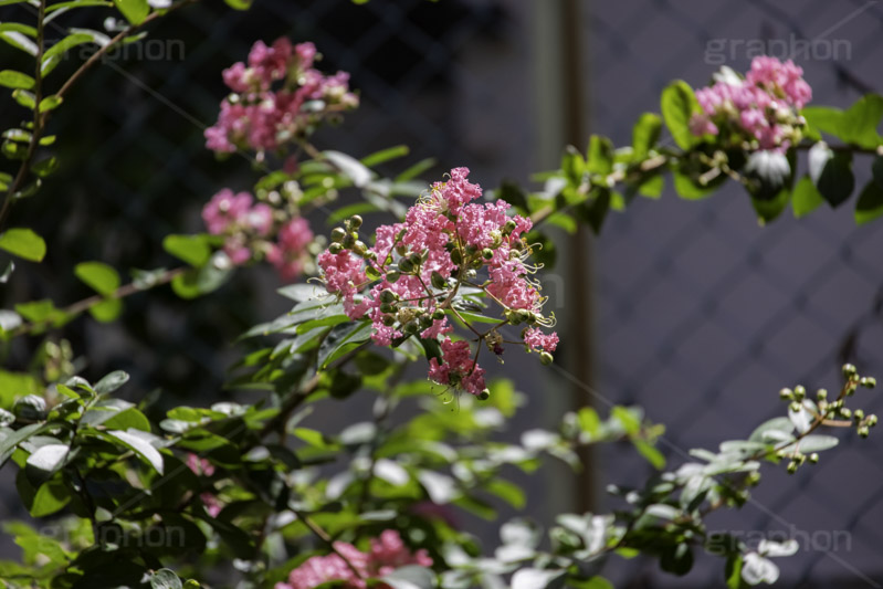 サルスベリ,ヒャクジツコウ,百日紅,広葉樹,花木,花,果実,木の実,フラワー,flower,フルサイズ撮影