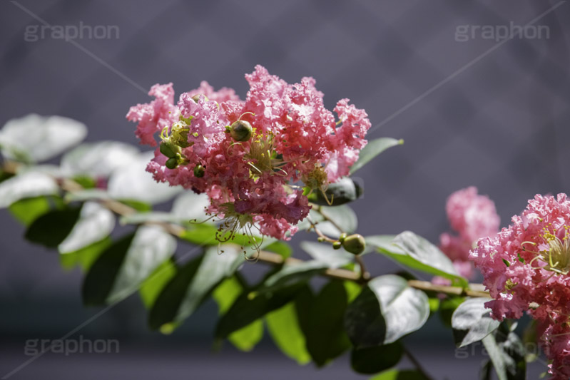 サルスベリ,ヒャクジツコウ,百日紅,広葉樹,花木,花,果実,木の実,フラワー,flower,フルサイズ撮影