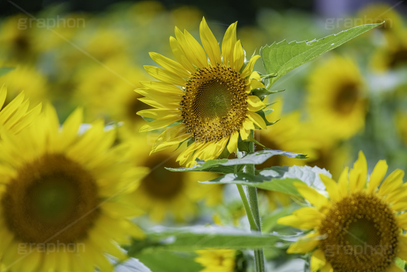 ひまわり畑,ヒマワリ畑,ひまわり,ヒマワリ,向日葵,花,お花,フラワー,はな,花畑,キレイ,きれい,綺麗,満開,咲,咲いた,さいた,黄色,日回り,ニチリンソウ,日輪草,ヒグルマ,日車,ヒュウガアオイ,夏の季語,季語,夏,サマー,summer,sunflower,flower,フルサイズ撮影