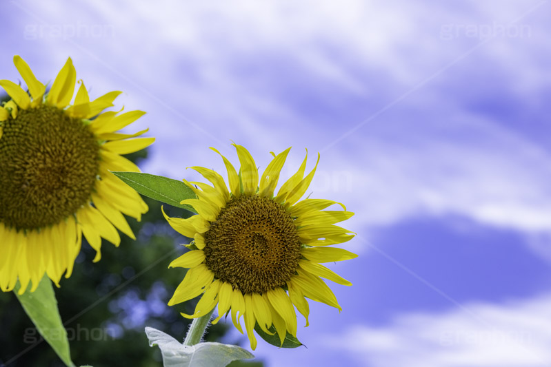 向日葵と青空,青空,夏空,ひまわり畑,ヒマワリ畑,ひまわり,ヒマワリ,向日葵,花,お花,フラワー,はな,花畑,キレイ,きれい,綺麗,満開,咲,咲いた,さいた,黄色,日回り,ニチリンソウ,日輪草,ヒグルマ,日車,ヒュウガアオイ,夏の季語,季語,夏,サマー,summer,sunflower,flower,フルサイズ撮影