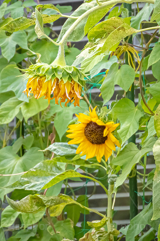 夏の終わり,ひまわり,ヒマワリ,向日葵,枯れ,萎れ,終わり,花,お花,フラワー,はな,夏の季語,季語,夏,サマー,summer,sunflower,flower,フルサイズ撮影