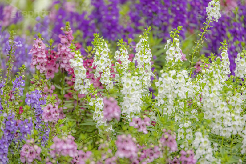 夏の花壇,花壇,花畑,アンゲロニア,花,お花,フラワー,はな,咲,夏,初夏,花弁,綺麗,きれい,キレイ,flower,summer,フルサイズ撮影