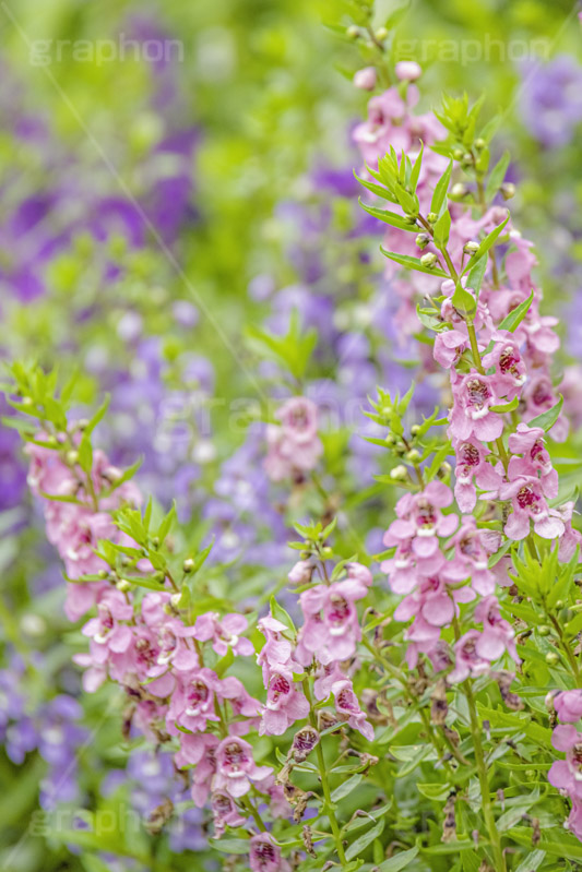 夏の花壇,花壇,花畑,アンゲロニア,花,お花,フラワー,はな,咲,夏,初夏,花弁,綺麗,きれい,キレイ,flower,summer,フルサイズ撮影