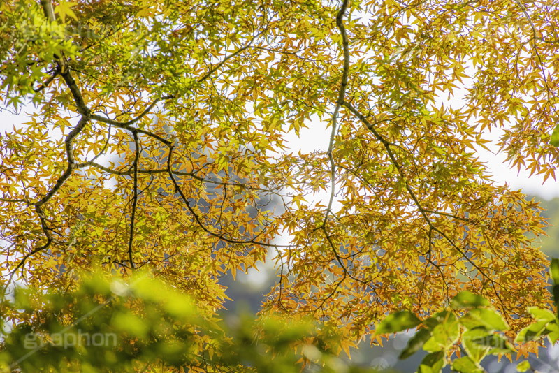 紅葉,赤、黄、緑が綺麗なもみじ,グラデーション,もみじ,真っ赤,色づく,自然,植物,木々,秋,季語,草木,japan,autumn,gradation,フルサイズ撮影