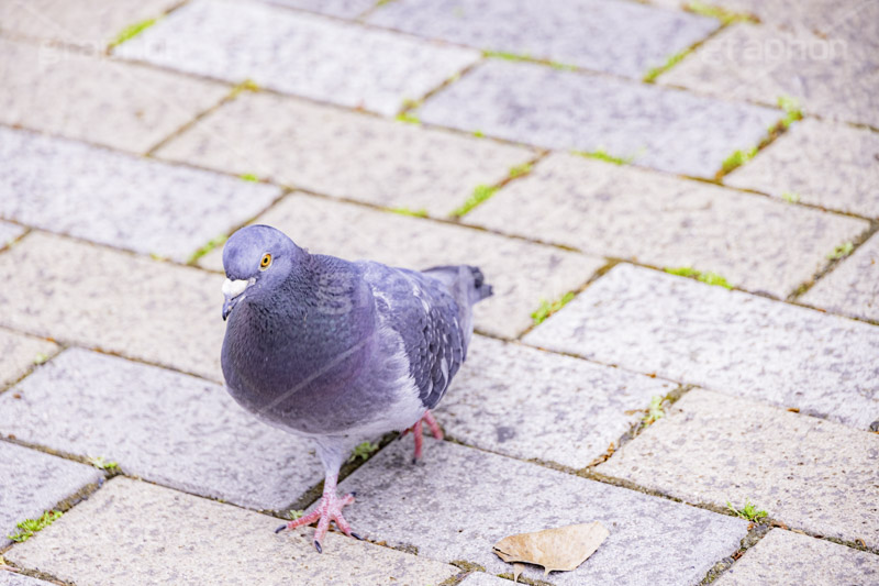 鳩,はと,ハト,鳥,羽,散歩,公園,野鳥,フルサイズ撮影