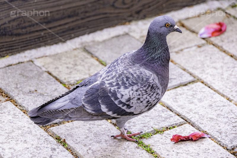 鳩,はと,ハト,鳥,羽,散歩,公園,野鳥,フルサイズ撮影