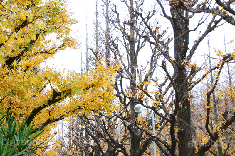 神宮外苑イチョウ並木,神宮外苑,イチョウ並木,紅葉,イチョウ,いちょう,銀杏,こうよう,もみじ,モミジ,紅葉狩り,黄葉,落葉広葉樹,カエデ科,秋,季語,落ち葉,外苑前,港区,japan,autumn