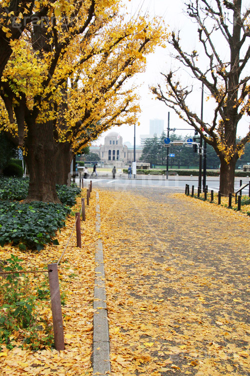 神宮外苑イチョウ並木,神宮外苑,イチョウ並木,紅葉,イチョウ,いちょう,銀杏,こうよう,もみじ,モミジ,紅葉狩り,黄葉,落葉広葉樹,カエデ科,秋,季語,落ち葉,外苑前,港区,japan,autumn