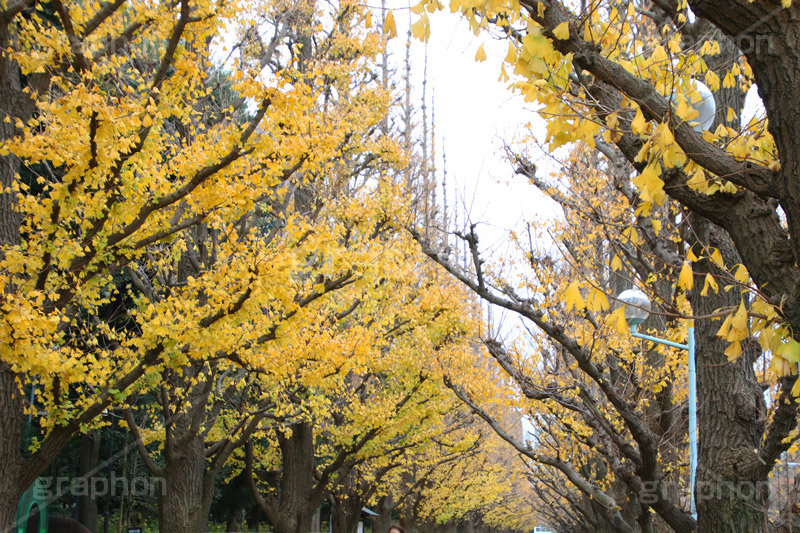 神宮外苑イチョウ並木,神宮外苑,イチョウ並木,紅葉,イチョウ,いちょう,銀杏,こうよう,もみじ,モミジ,紅葉狩り,黄葉,落葉広葉樹,カエデ科,秋,季語,落ち葉,外苑前,港区,japan,autumn