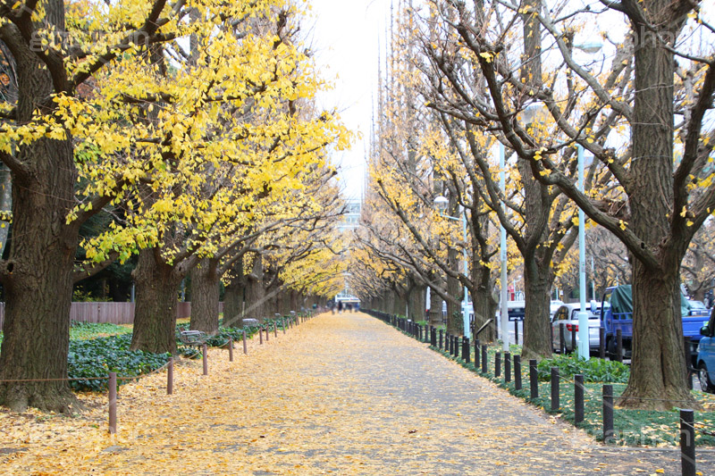 神宮外苑イチョウ並木,神宮外苑,イチョウ並木,紅葉,イチョウ,いちょう,銀杏,こうよう,もみじ,モミジ,紅葉狩り,黄葉,落葉広葉樹,カエデ科,秋,季語,落ち葉,外苑前,港区,japan,autumn